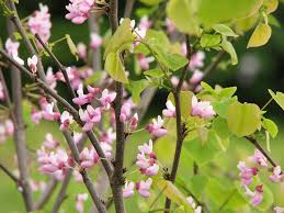 Attēlu rezultāti vaicājumam “xComagaria rosea”