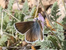 Attēlu rezultāti vaicājumam “Eumedonia eumedon underside”