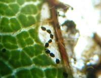 Attēlu rezultāti vaicājumam “Lyonetia prunifoliella”