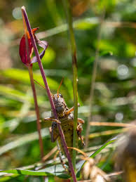 Attēlu rezultāti vaicājumam “Podisma pedestris”
