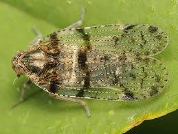 Attēlu rezultāti vaicājumam “Cixiidae”