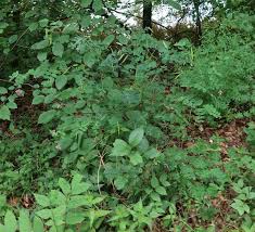 Attēlu rezultāti vaicājumam “Lathyrus niger”