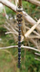 Attēlu rezultāti vaicājumam “Aeshna mixta male”