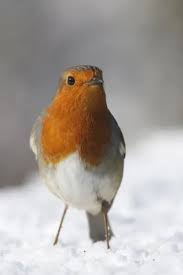 Attēlu rezultāti vaicājumam “Erithacus rubecula adult”