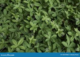 Attēlu rezultāti vaicājumam “Potentilla reptans leaf”