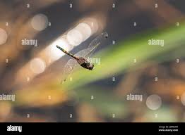 Attēlu rezultāti vaicājumam “Leucorrhinia pectoralis female”