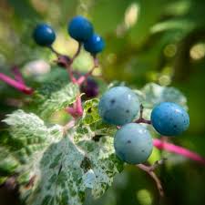 Attēlu rezultāti vaicājumam “Ampelopsis glandulosa var. brevipedunculata”