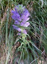 Image result for Campanula spicata