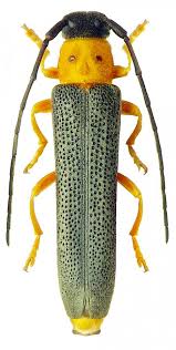 Attēlu rezultāti vaicājumam “Oberea oculata”