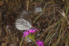 Attēlu rezultāti vaicājumam “Aporia crataegi pupa”