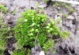 Attēlu rezultāti vaicājumam “Funaria hygrometrica sporophyte”