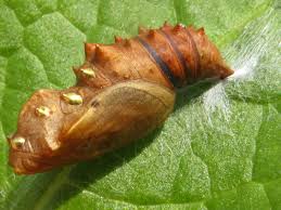 Attēlu rezultāti vaicājumam “Brenthis ino”