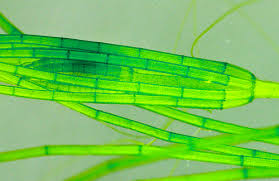 Attēlu rezultāti vaicājumam “Nitella sp.”