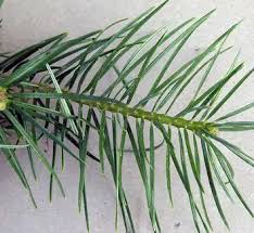 Attēlu rezultāti vaicājumam “Abies mariesii”