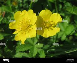 Attēlu rezultāti vaicājumam “Potentilla reptans leaf”