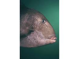 Image result for Balistes capriscus