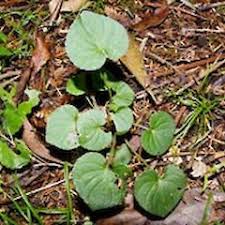 Attēlu rezultāti vaicājumam “Viola riviniana leaf”