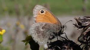 Attēlu rezultāti vaicājumam “Coenonympha pamphilus”