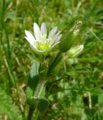 Attēlu rezultāti vaicājumam “Cerastium holosteoides leaf”