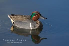 Attēlu rezultāti vaicājumam “Anas crecca male”