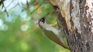 Attēlu rezultāti vaicājumam “Picus viridis nest”