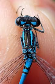 Attēlu rezultāti vaicājumam “Coenagrion puella”