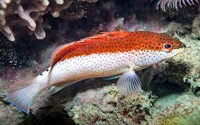 Image result for Cephalopholis fulva