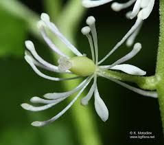 Attēlu rezultāti vaicājumam “Actaea spicata flower”