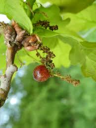 Attēlu rezultāti vaicājumam “Neuroterus quercusbaccarum”