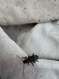 Attēlu rezultāti vaicājumam “Cantharis rustica imago”