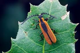 Attēlu rezultāti vaicājumam “Pyrochroidae”