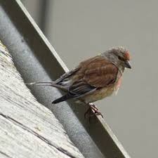 Attēlu rezultāti vaicājumam “Fringillidae”