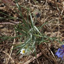 Attēlu rezultāti vaicājumam “Cyanus segetum flower”