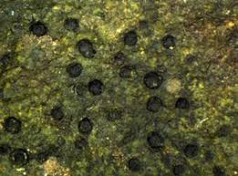 Attēlu rezultāti vaicājumam “Verrucaria hydrela”