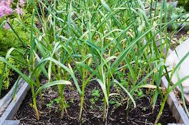 Attēlu rezultāti vaicājumam “Allium sativum fruit”