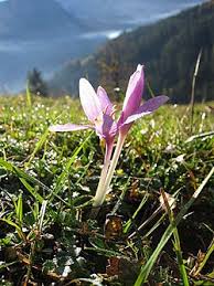Attēlu rezultāti vaicājumam “Colchicum szovitsii subsp. szovitsii”
