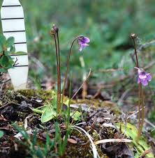 Attēlu rezultāti vaicājumam “Pinguicula vulgaris”