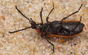 Attēlu rezultāti vaicājumam “Schizotus pectinicornis”