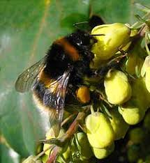 Attēlu rezultāti vaicājumam “Bombus terrestris”