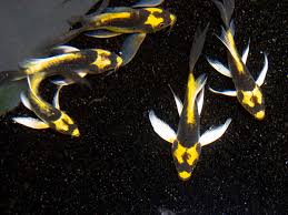 Image result for Cyprinus rubrofuscus