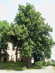 Attēlu rezultāti vaicājumam “Tilia platyphyllos subsp. platyphyllos”