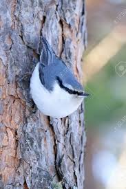 Attēlu rezultāti vaicājumam “Sitta europaea”