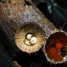 Attēlu rezultāti vaicājumam “Cyathus striatus”