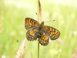 Attēlu rezultāti vaicājumam “Mellicta athalia upperside”