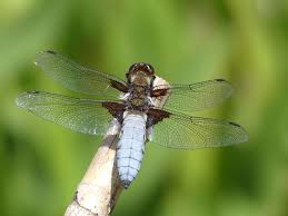 Attēlu rezultāti vaicājumam “Libellula depressa male”