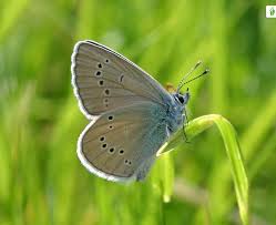 Attēlu rezultāti vaicājumam “Cyaniris semiargus male”