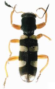 Attēlu rezultāti vaicājumam “Cleridae”