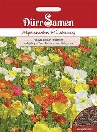 Image result for Alpenmohn