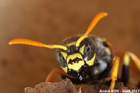 Attēlu rezultāti vaicājumam “Polistes nimpha”