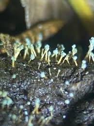 Attēlu rezultāti vaicājumam “Penicillium vulpinum”